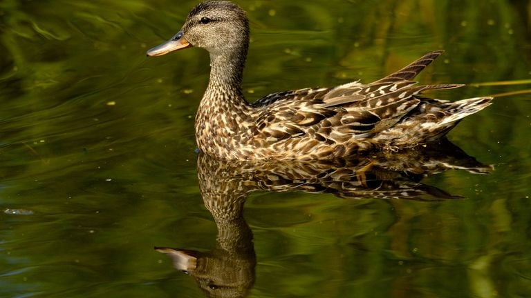 Een krakeendvrouwtje (foto: Saxifraga/Piet Munsterman).