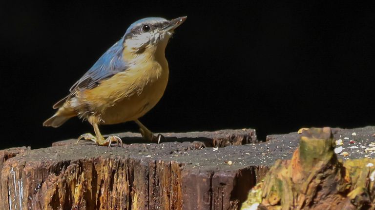 Een boomklever (foto: Jenny Wiedlewsky).