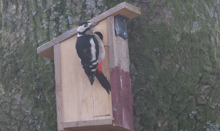 De grote bonte specht bij een mezenkastje (foto: Gradje). 