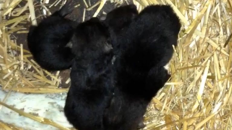 De drie pasgeboren boshonden (foto: ZooParc Overloon).