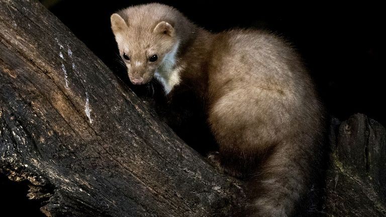 Een steenmarter (foto: Saxifraga/Bart Vastenhouw).