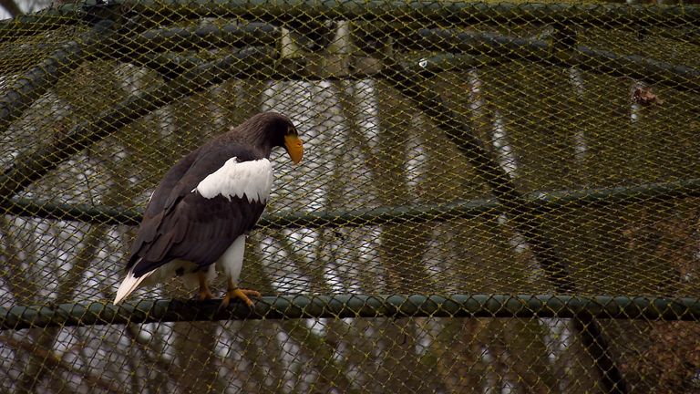 De vogel heeft het naar zijn zin OP de kooi (foto: Omroep Brabant).