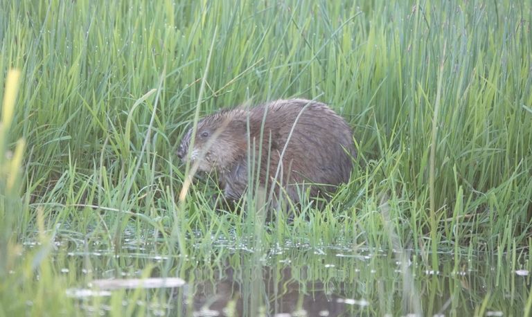 Een muskusrat (foto: Jolanda Hoogeland).