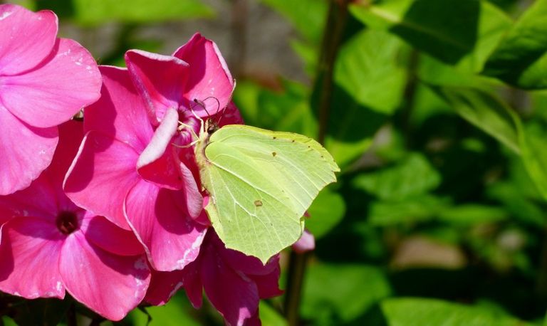 Met het mooie lenteweer van dit weekend zijn al volop de citroenvlinders te zien. (foto: Yvonne Huijbens via Pixabay).