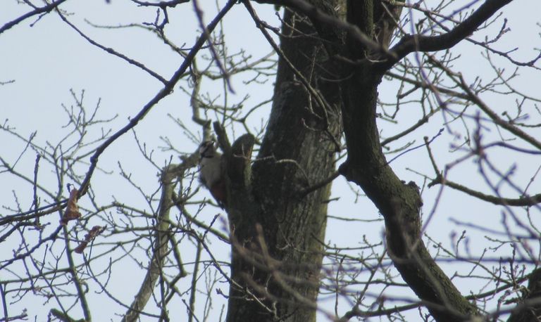 Een grote bonte specht in een tuin in Eindhoven (foto: Esther de Brouwer–Mommers).