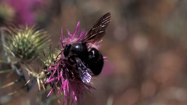 Een blauwzwarte houtbij (foto: Saxifraga/Frits Bink).