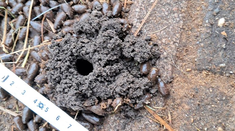 Waarschijnlijk is dit het werk van een mestkever (foto: Angelique van Breukelen).