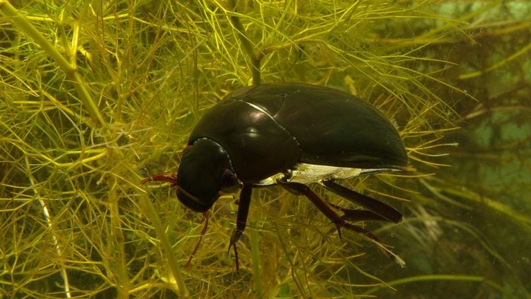 Een grote spinnende watertor (foto: Saxifraga/Kees Marijnissen).