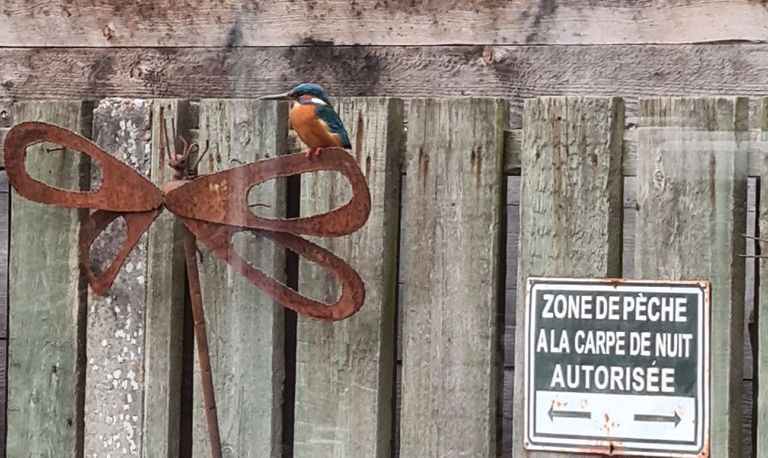 Een ijsvogel (foto: Heleen van Pareren).