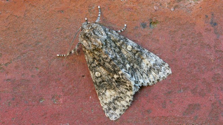 Een schilddrager (foto: Saxifraga/Jaap Schelvis).