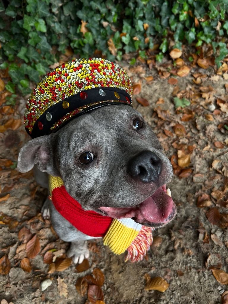 Foto: Instagram Dierentehuis 's-Hertogenbosch .