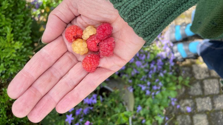 Frambozen uit eigen tuin, dit tussendoortje mag wel. (Foto: Karin Kamp)