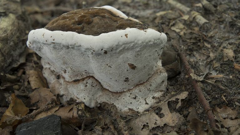 Een dikrandtonderzwam (foto: Saxifraga/Willem van Kruijsbergen).