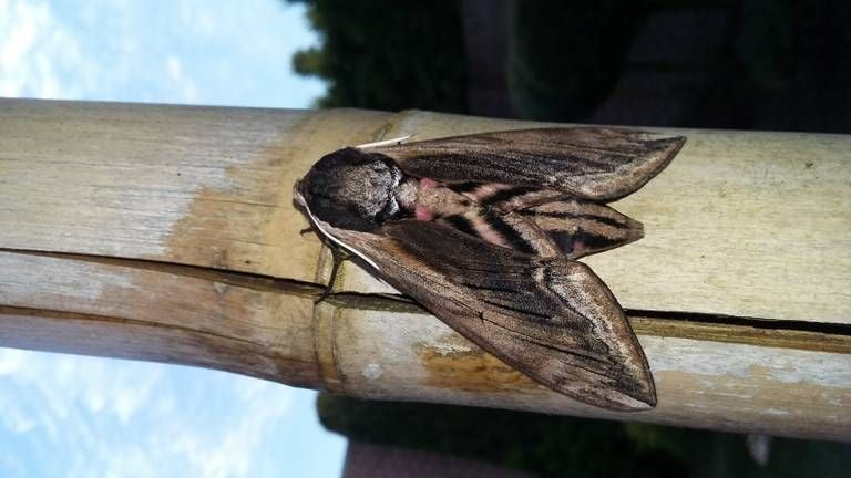 Een ligusterpijlstaartvlinder (foto: Coby de Wildt).