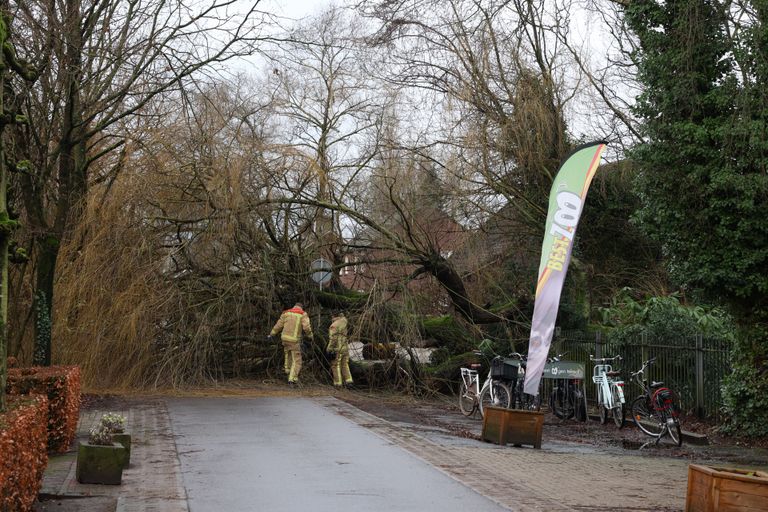 De omgevallen boom blokkeerde de toegang naar Best Zoo (foto: Sander van Gils/SQ Vision).
