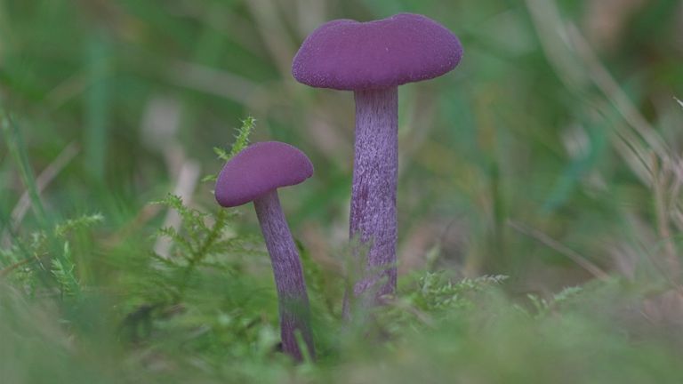 Een amethistzwam (foto: Saxifraga/Luc Hoogenstein).