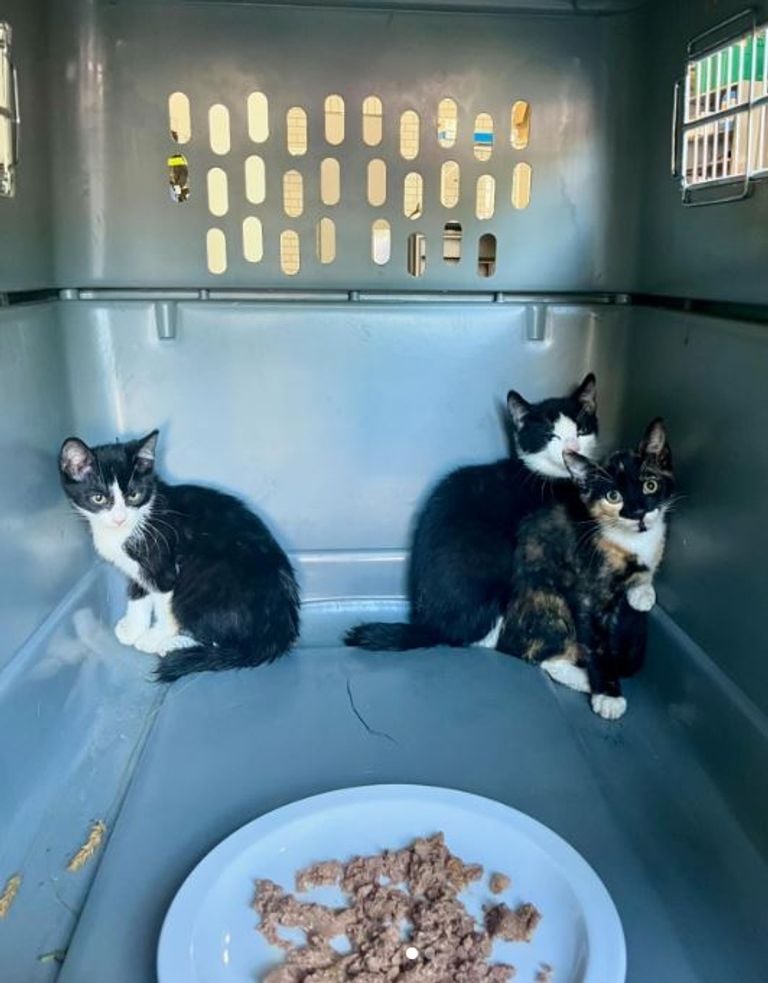 Agenten brachten de gedumpte kittens naar het politiebureau (foto: Instagram politie Leijdal).