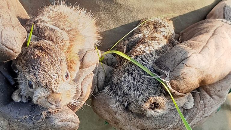 Ook heel wat jonge haasjes werden in veiligheid gebracht (foto: Robert Jan Asselbergs).