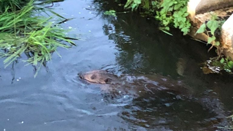 Een bever (foto moeder van Ingrid Berkvens). 