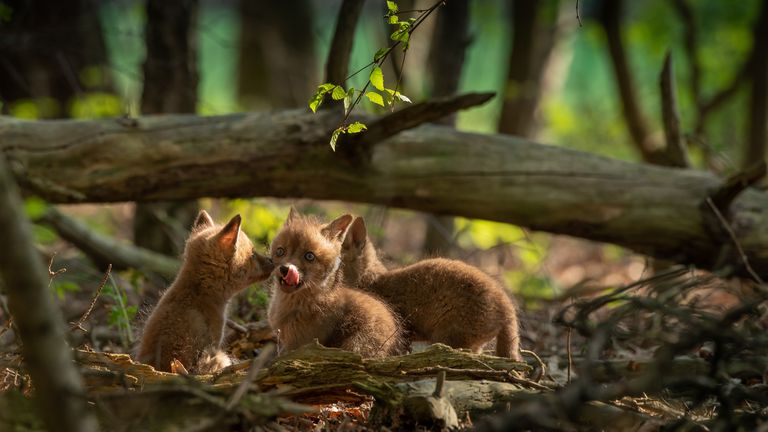 Jonge vosjes in de natuur (foto: Mignon van den Wittenboer).