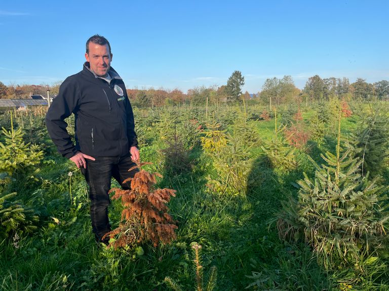 Willem de Louw uit Sint-Oedenrode moest drieduizend kerstbomen weggooien vanwege waterschade.