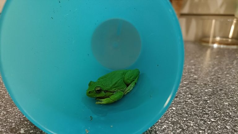 Een boomkikker in een beker (foto: Hans en Hanneke Schuurmans).