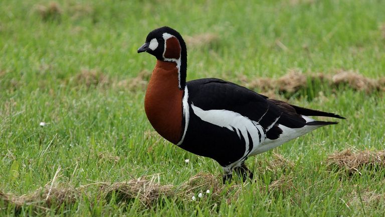 De roodhalsgans is in Nederland een zeldzame wintergast (foto: Saxifraga/Piet Munsterman).