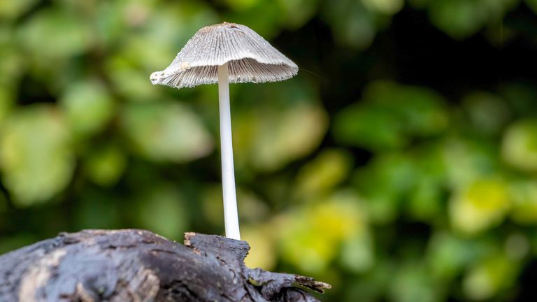 Het hazenpootje, een inktzwammensoort (foto: Johan van den Bongaardt).