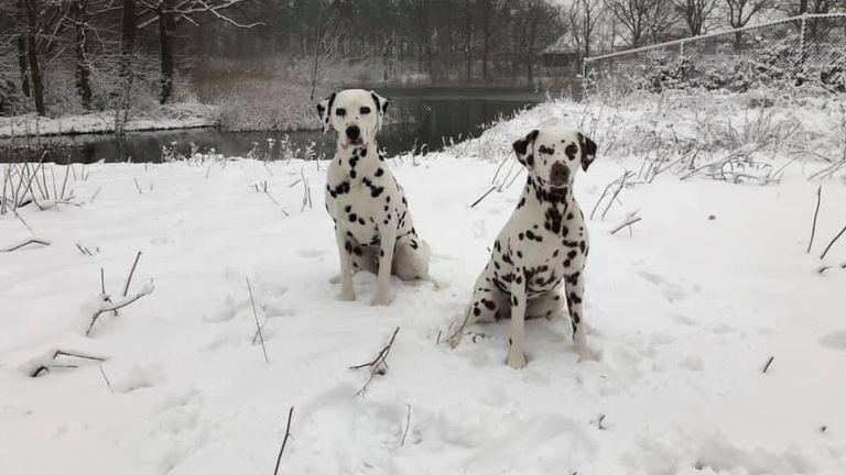 Je ziet ze bijna niet! (Foto: Martijn Kools) 