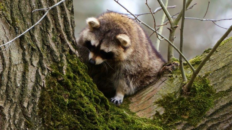 Het wasbeertje toen hij nog in de boom zat 