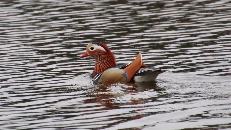 Een mandarijneend (foto: Michel Felten).