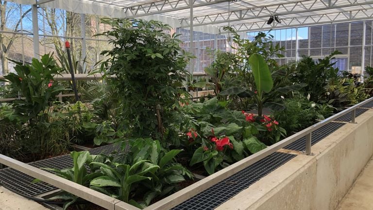 De planten die het afvalwater van de brouwerij in abdij Koningshoeven zuiveren. (foto: Abdij Koningshoeven) 