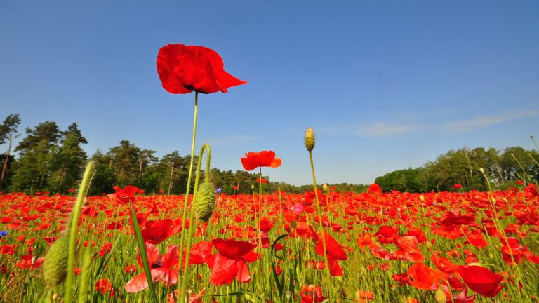 Komende week wordt de 30 graden aangetikt (foto: Ben Saanen).