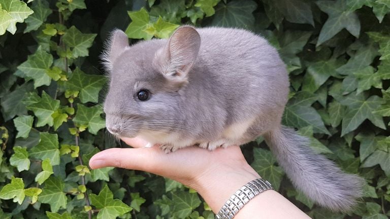 Nancy weet niet hoe ze zonder haar chinchilla's moet. Foto: Nancy Borghouts.