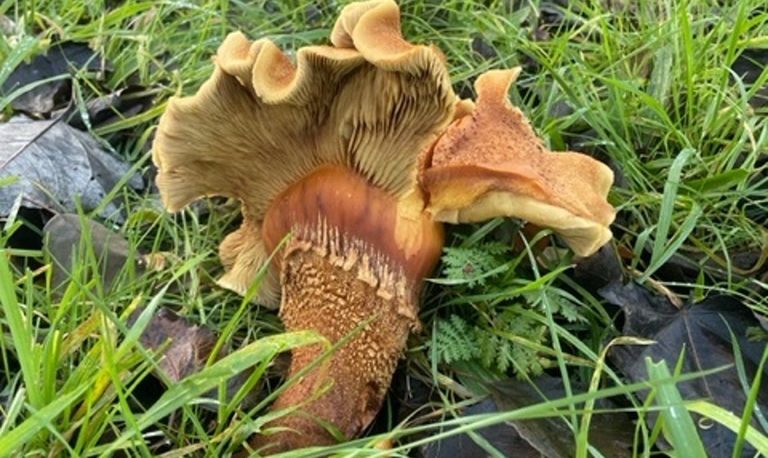 De smakelijke melkzwam (foto: Hans Bleeker).