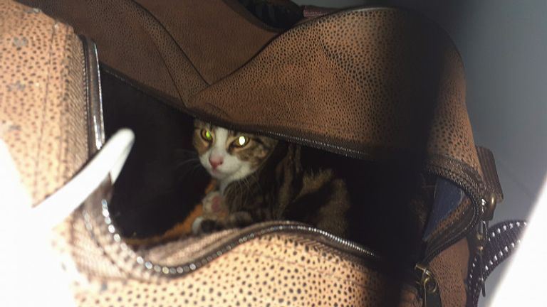 Vorige maand werd er ook al een tas met kittens gedumpt bij De Doornakker (foto: Dierenasiel De Doornakker)