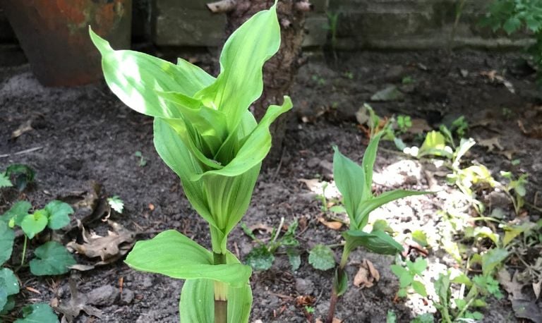 De brede wespenorchis (foto: Méke Mallens).