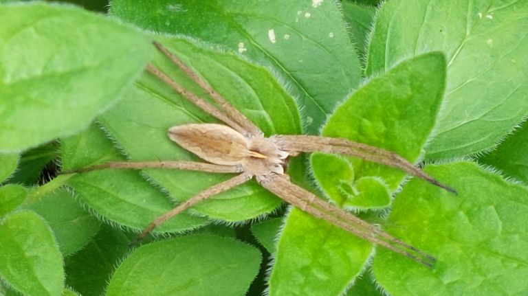 Een kraamwebspin (foto: Johannes Sonnemans).