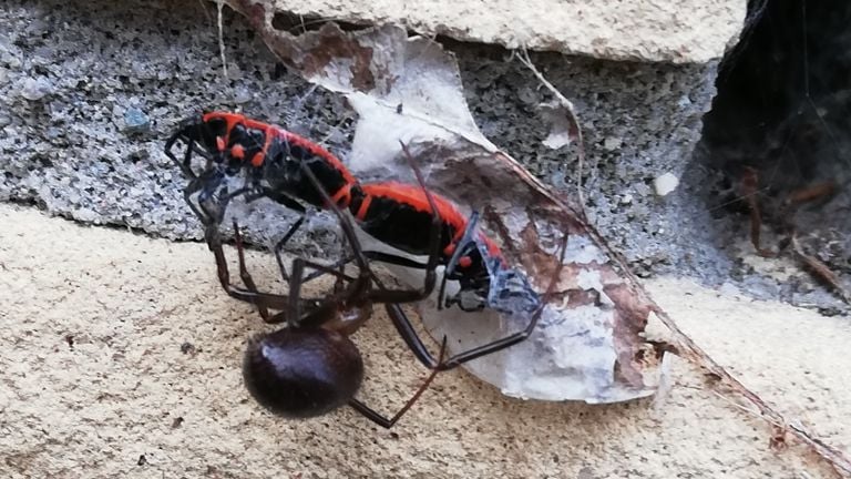 Een grote steatoda met twee vuurwantsen (foto: Gerry de Wit).