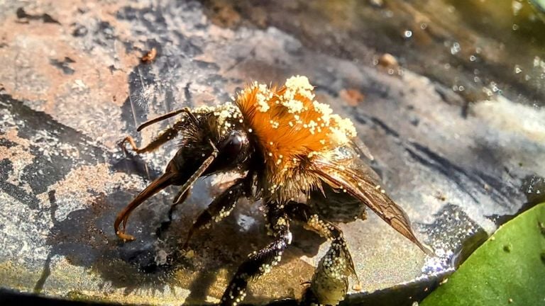 Deze akkerhommel stak zijn tong uit (foto: Ton Bekkers).