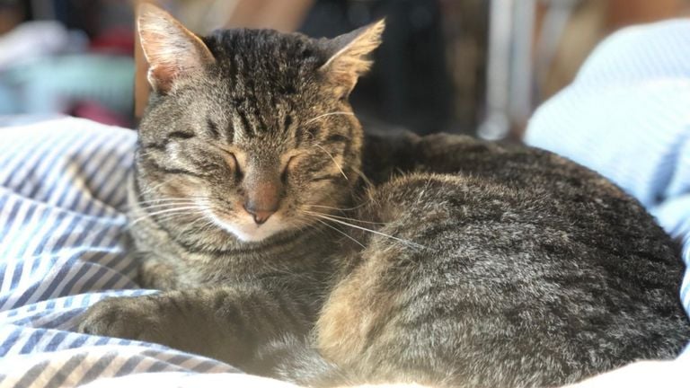 Kat Whisky (foto: Dennis Hurkmans). 