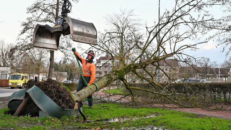 Omgewaaide boom in Oisterwijk (foto: SQ Vision/Toby de Kort).