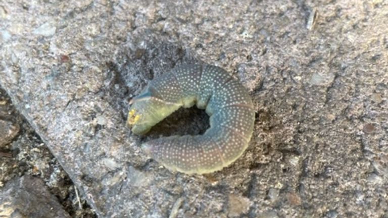 De rups van de lindepijlstaartvlinder met blauwe pijl (foto: Ron Bombeeck).