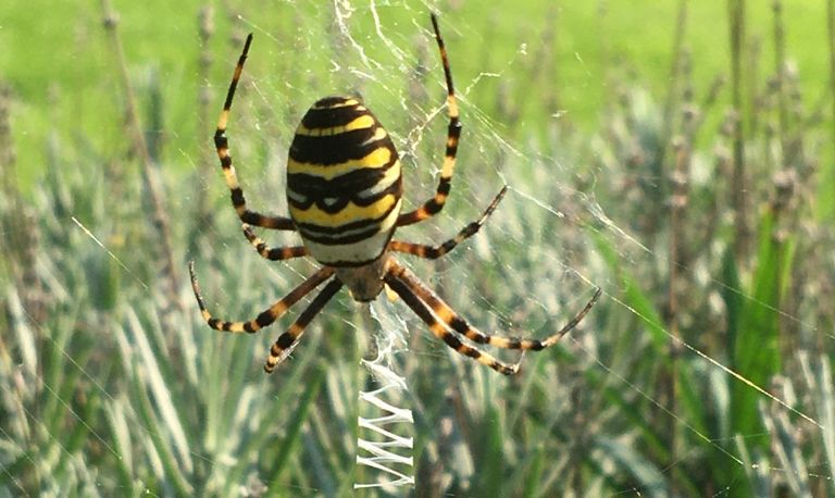 Een wespspin hangend in haar web, wachtend op een prooi (foto: Francine Olislagers). 
