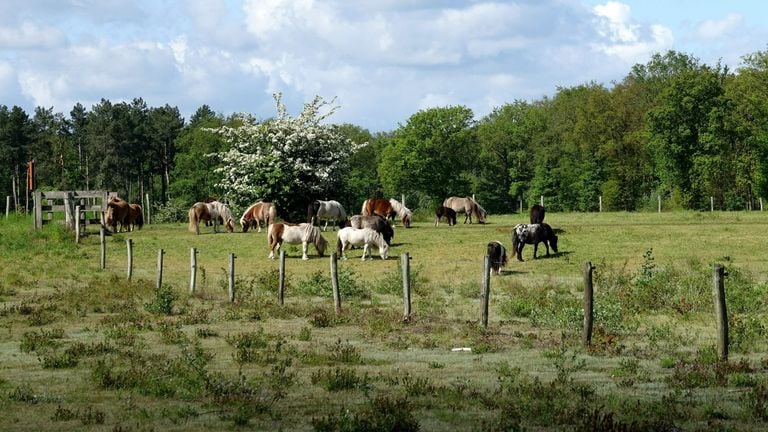 Paardenbegrazing op de Peel.