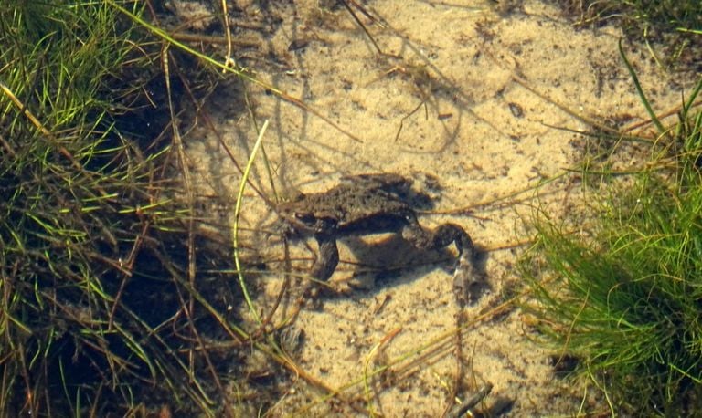 Een bruine kikker onder water (foto: Loes Westgeest).