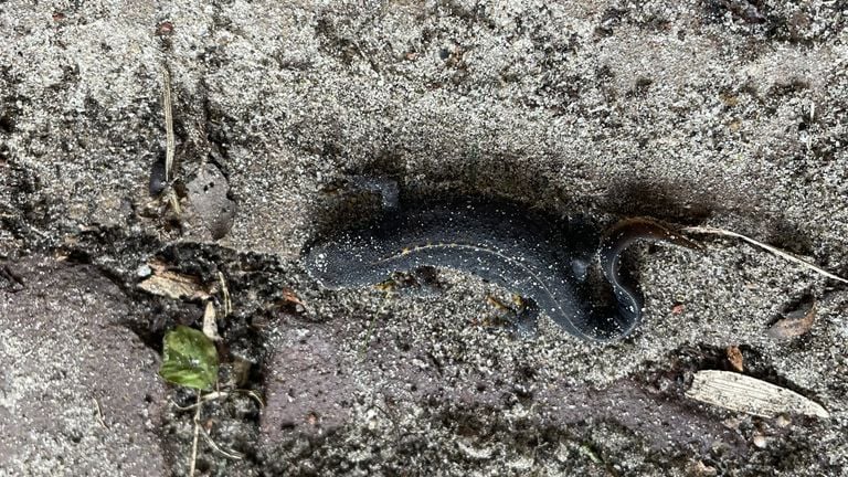 Een alpenwatersalamander (foto: Malgorzata Sieniuc).