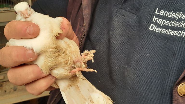 Veel vogels waren er slecht aan toe (foto:Landelijke Inspectiedienst Dierenbescherming)