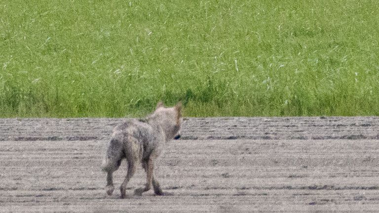 In de Dinstelsegorzen werd zondagmorgen een wolf vastgelegd door fotograaf Hans-Peter Nouwen.