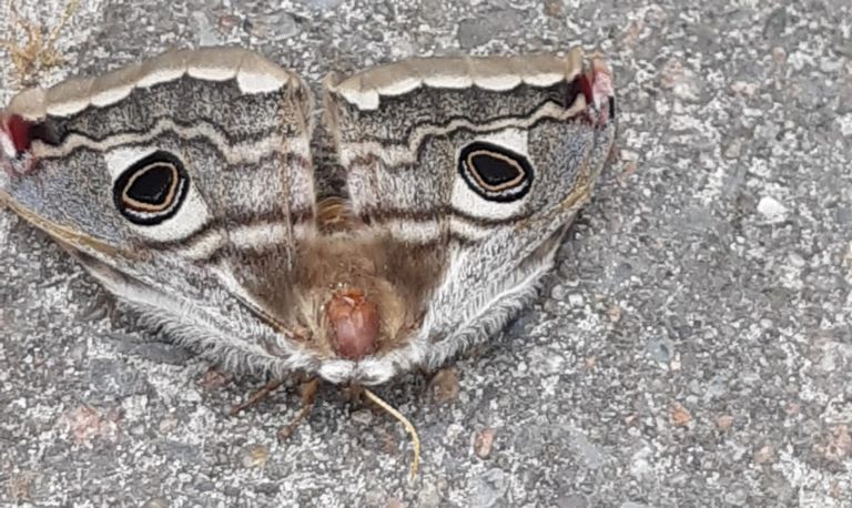 Een nachtpauwoog (foto: Hans van Neerven).